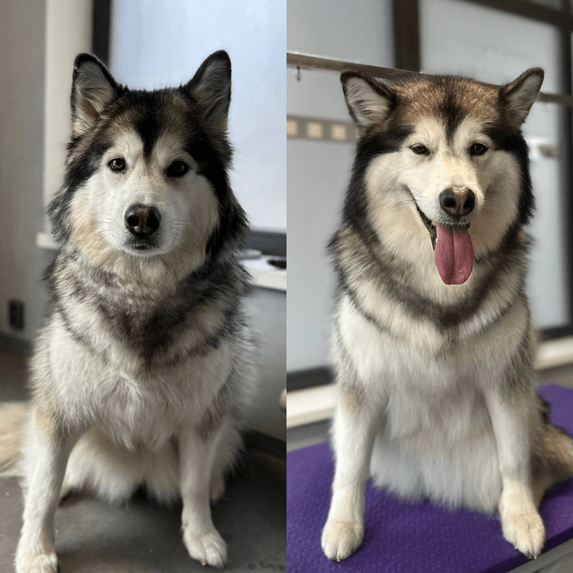 Proměna huskyho před a po profesionální péči o srst v grooming salonu