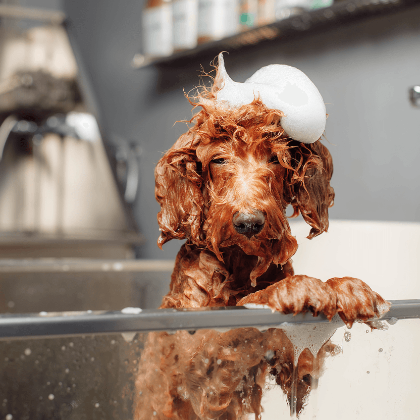 Upravený pes po profesionálním groomingu v salonu Pet’s & Spa v Praze
