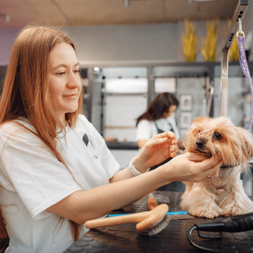 Detail srsti psa po koupání, stříhání a finální úpravě v grooming salonu