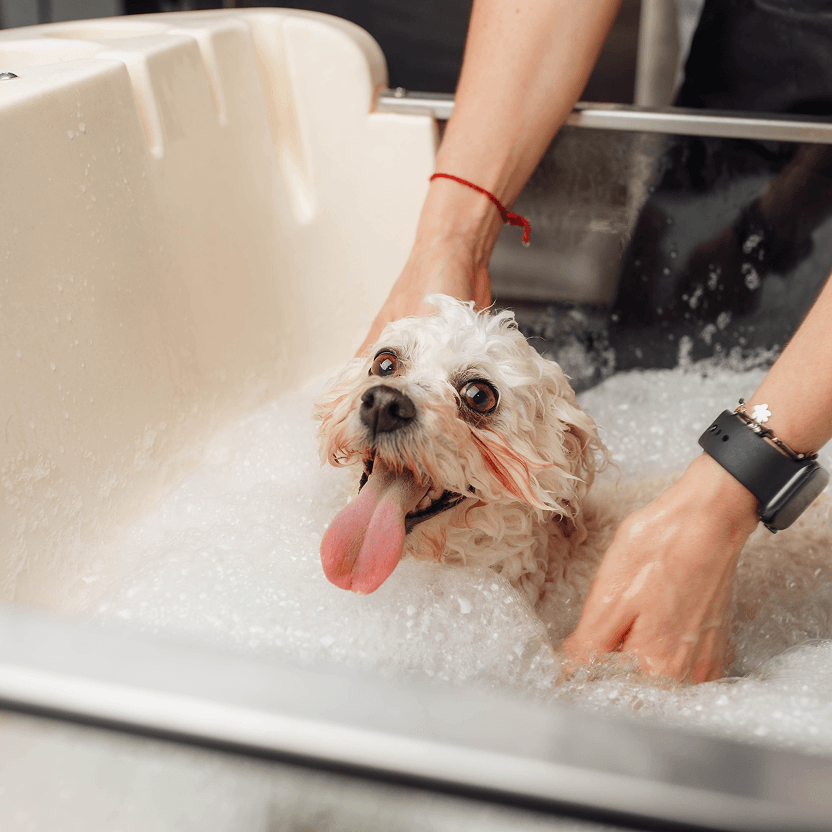 Pes po kompletní péči o srst v salonu Pet’s & Spa Grooming Studio