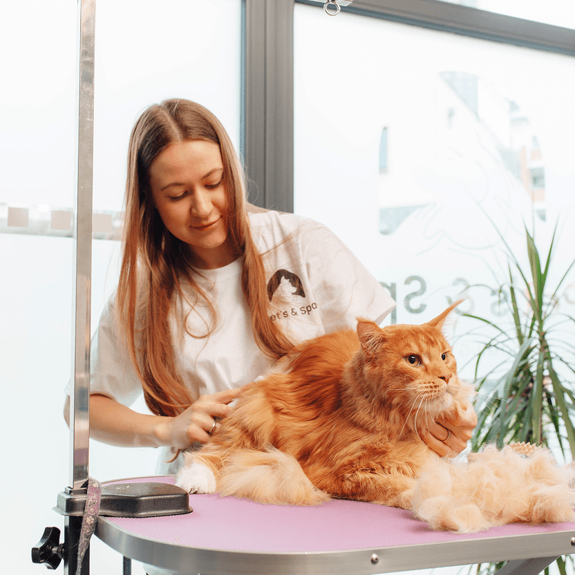 Kočka po profesionální péči v salonu Pet’s & Spa