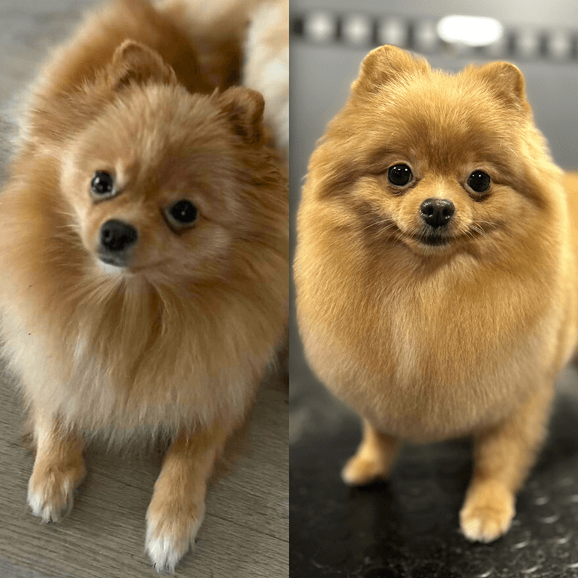 Proměna pomeraniana před a po profesionálním groomingu v salonu Pet’s & Spa
