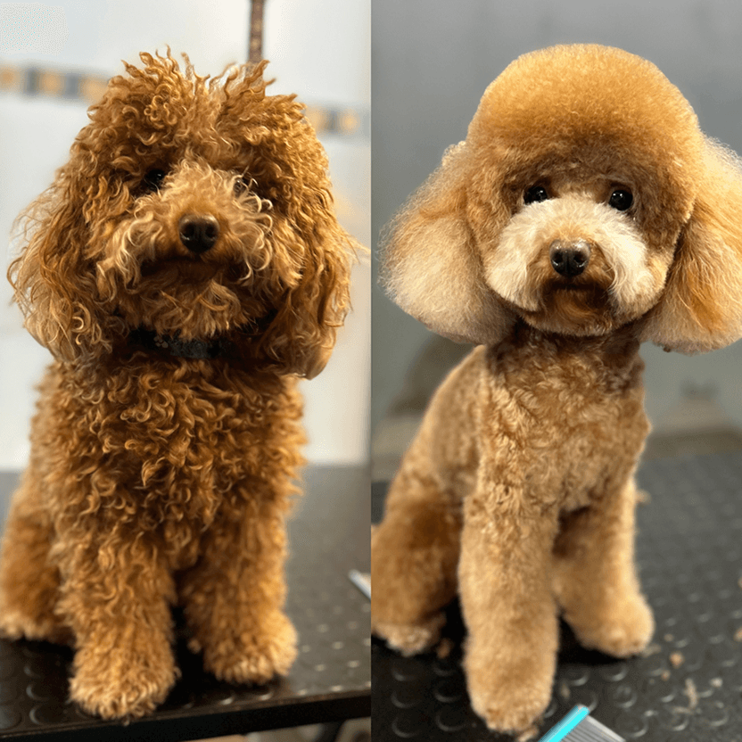 Proměna pudla před a po profesionálním groomingu v salonu Pet’s & Spa